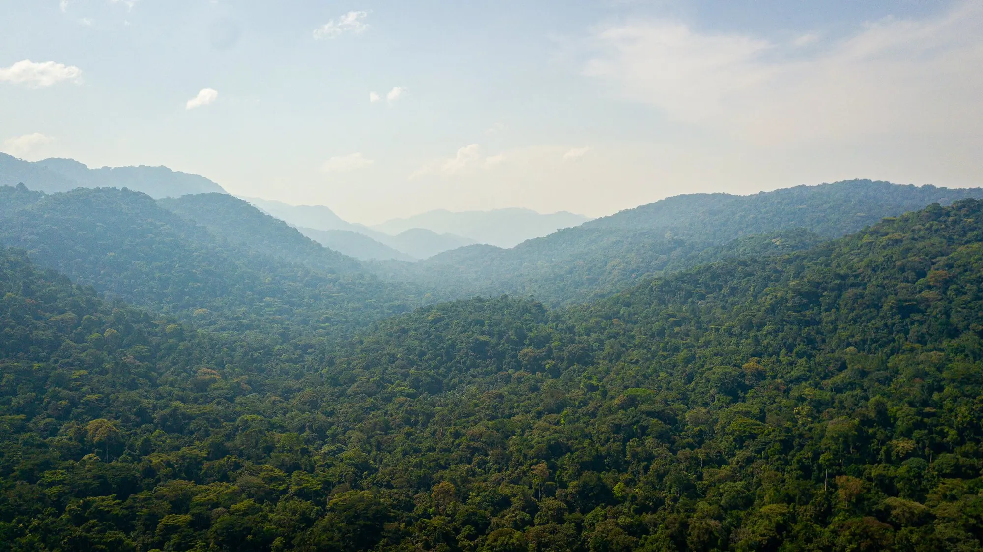 Bwindi forest landscape
