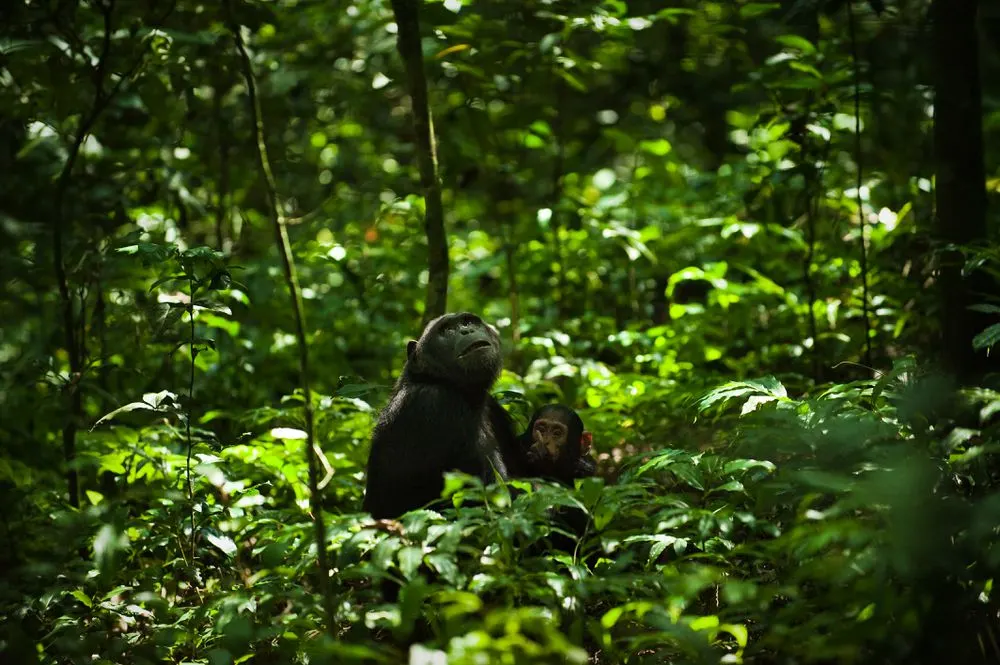 Primate Kingdom