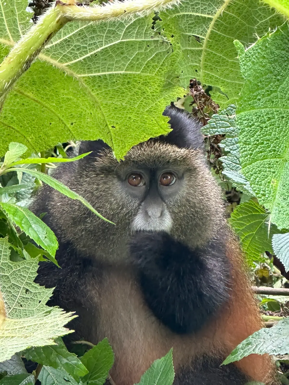 Golden Monkey Trekking