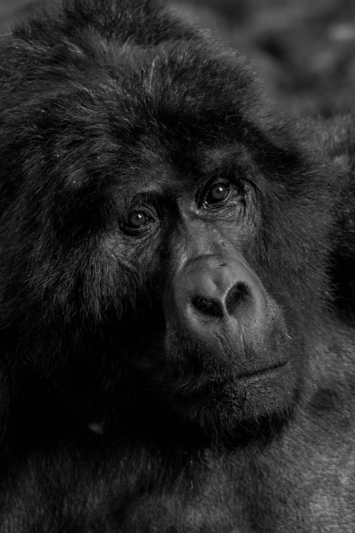 The Bwindi Encounter