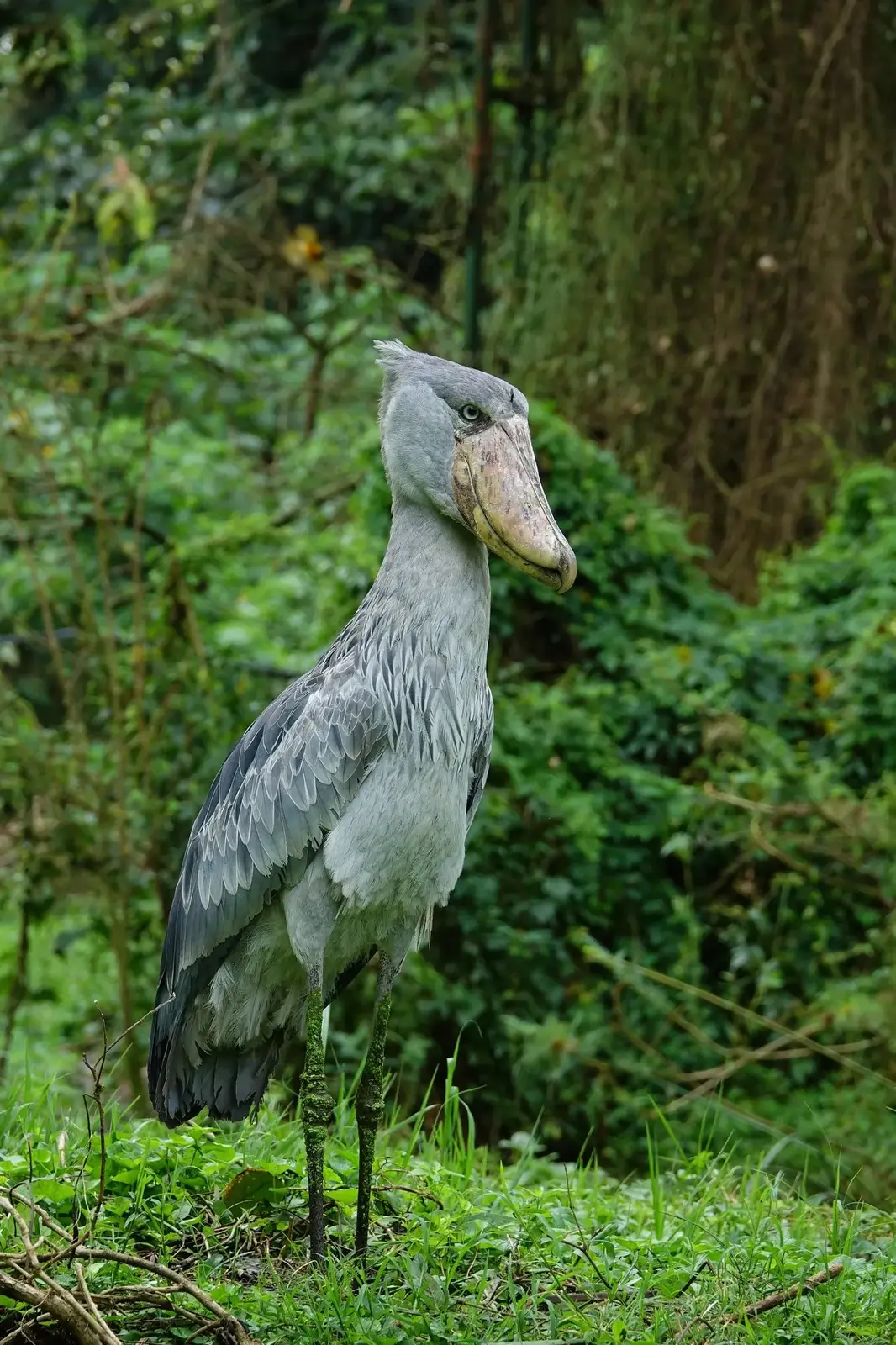 Shoebill Stork Canoe